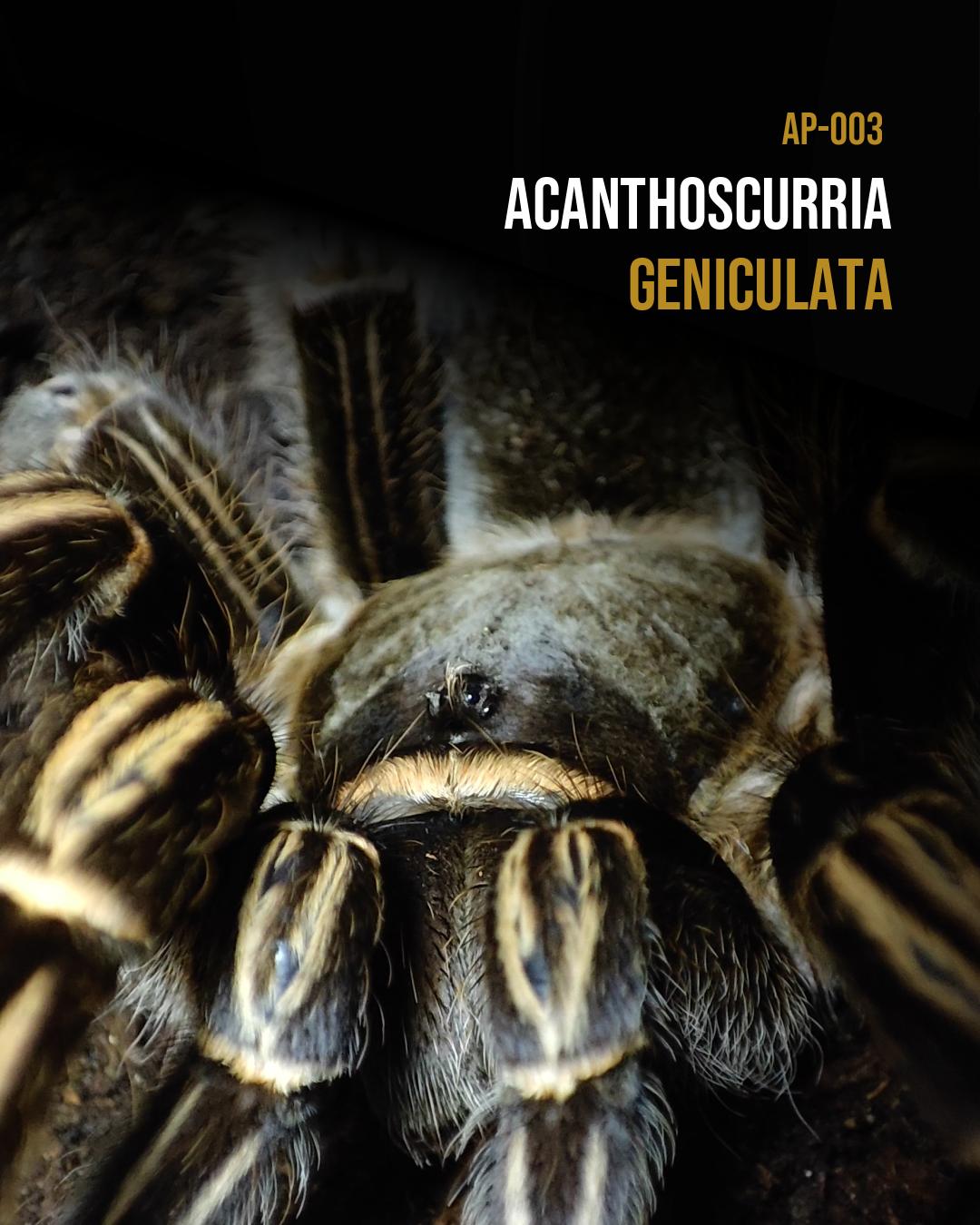 Acanthoscurria geniculata